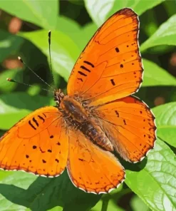 Orange Butterfly On Leaves Diamond Painting