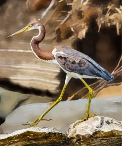 Tricolored Heron Diamond Painting