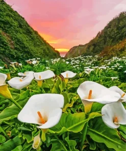 Calla Lily Valley Diamond Painting