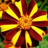 Harlequin Marigold Flower Diamond Painting