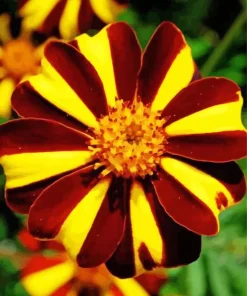 Harlequin Marigold Flower Diamond Painting