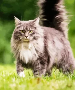 Maine Coon Cat Diamond Painting