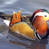 Mandarin Duck Diamond Painting