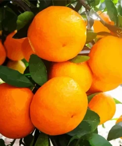 Mandarin Orange Diamond Painting