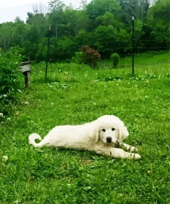 Maremma Sheepdog Puppy Diamond Painting