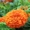 Orange Marigold Flower Diamond Painting