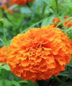 Orange Marigold Flower Diamond Painting