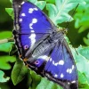Purple Emperor Butterfly Diamond Painting