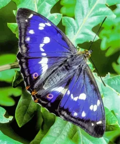Purple Emperor Butterfly Diamond Painting