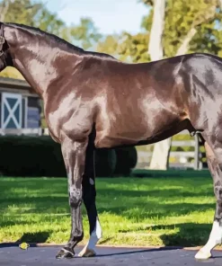 Azteca Mexican Horse Diamond Painting