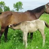 Baby And Mama Horse Diamond Painting