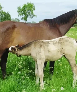 Baby And Mama Horse Diamond Painting