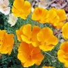 Mexican Gold Poppies Diamond Painting