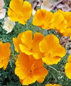 Mexican Gold Poppies Diamond Painting