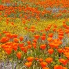 California Poppies Field Diamond Painting
