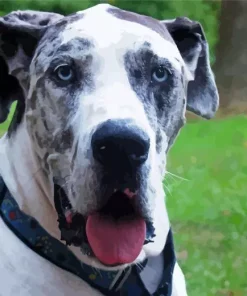 Merle Great Dane Diamond Painting