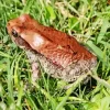 African Red Toad Diamond Painting