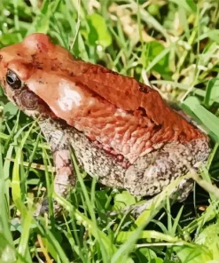African Red Toad Diamond Painting
