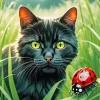 Black Cat And Ladybug Diamond Painting