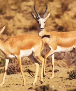 Goitered Gazelle Art Diamond Painting