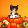 Kitty And Pumpkins Diamond Painting