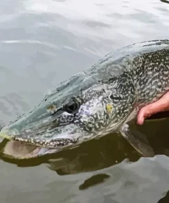 Northern Pike Fish Diamond Painting