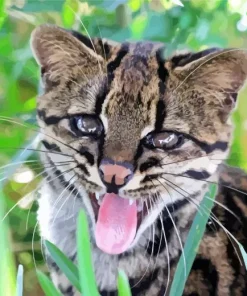 Oncilla Cat Tiger Diamond Painting