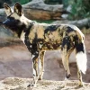 African Wild Dog Diamond Painting
