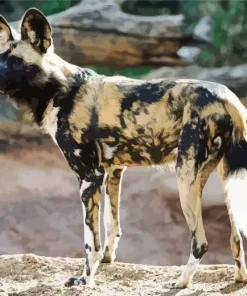 African Wild Dog Diamond Painting