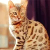 Bengal Cat Diamond Painting