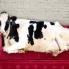 Black And White Cattle On Couch Diamond Painting