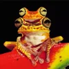 Chachi Tree Frog Diamond Painting