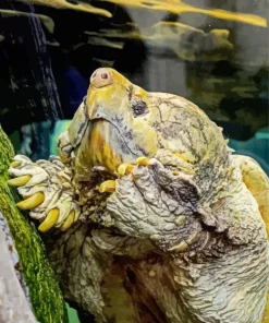 Common Snapping Turtle Diamond Painting
