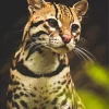 Ocelot Wild Cat Diamond Painting