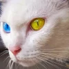 Odd Eyed White Cat Diamond Painting