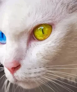 Odd Eyed White Cat Diamond Painting