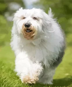 Old English Sheepdog Diamond Painting