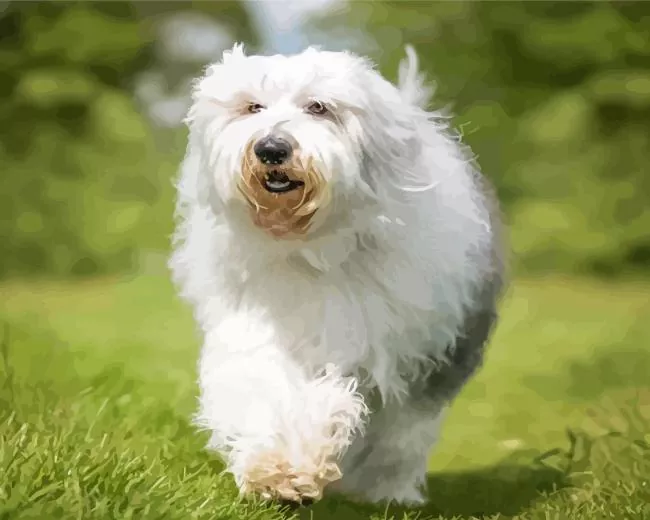 old english sheepdog Diamond By Numbers Old English Sheepdog Diamond Painting