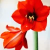 Orange Amaryllis Diamond Painting
