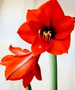 Orange Amaryllis Diamond Painting