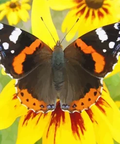 Orange And Black Butterfly Diamond Painting