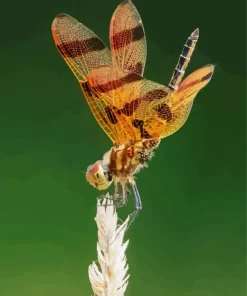 Orange And Black Dragonfly Diamond Painting