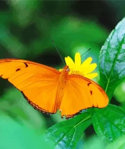 Orange Butterfly Diamond Painting