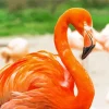 Orange Flamingo Bird Diamond Painting