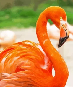 Orange Flamingo Bird Diamond Painting