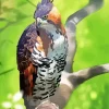 Ornate Hawk Eagle Diamond Painting