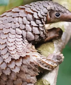 Pangolin Animal Diamond Painting