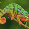 Panther Chameleon Diamond Painting