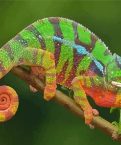 Panther Chameleon Diamond Painting