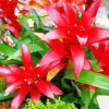 Red Bromeliad Flowers Diamond Painting